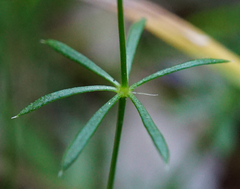 Galium pumilum