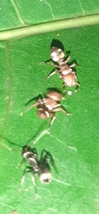 Cephalotes umbraculatus