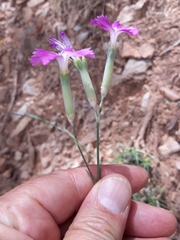 Dianthus caryophyllus