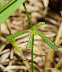 Galium pumilum
