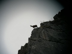 Rupicapra pyrenaica parva