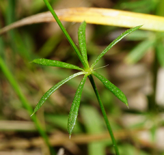 Galium pumilum