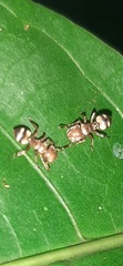 Cephalotes umbraculatus