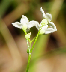 Galium pumilum