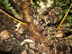 Microsorum novae-zealandiae