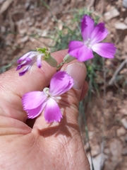 Dianthus caryophyllus