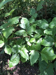 Toxicodendron radicans