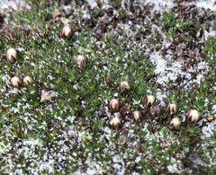 Pyxidanthera brevifolia