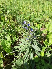 Echium vulgare