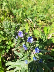 Echium vulgare