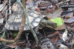 Rhinoclemmys rubida rubida