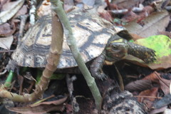 Rhinoclemmys rubida rubida