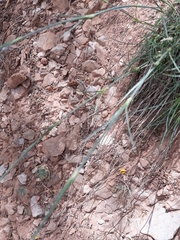 Dianthus caryophyllus