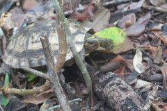 Rhinoclemmys rubida rubida