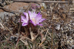 Echinofossulocactus zacatecasensis