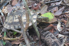 Rhinoclemmys rubida rubida