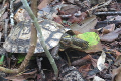 Rhinoclemmys rubida rubida