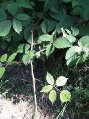 Rubus radula
