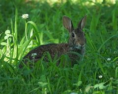 Sylvilagus floridanus