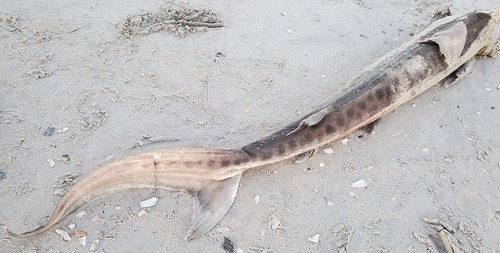 Tiger Shark photographed in New Jersey