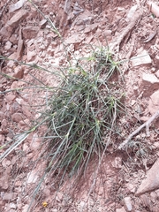 Dianthus caryophyllus