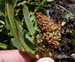 Rumex densiflorus