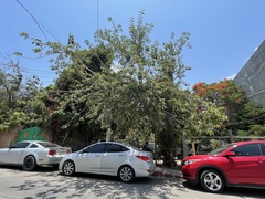 Ficus petiolaris palmeri
