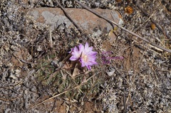 Echinofossulocactus zacatecasensis