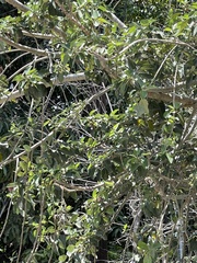 Ficus petiolaris palmeri
