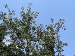 Ficus petiolaris palmeri