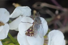 Diptera