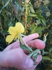 Oenothera biennis