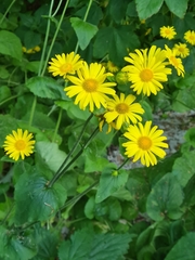 Doronicum pardalianches