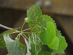 Pemphigus populitransversus