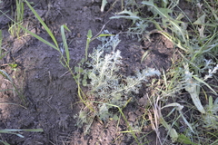 Artemisia austriaca