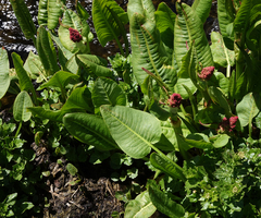 Rumex densiflorus