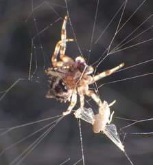 Acanthepeira