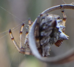 Acanthepeira