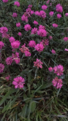 Trifolium medium