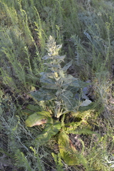 Verbascum lychnitis