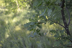 Quercus robur