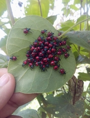 Euthyrhynchus floridanus