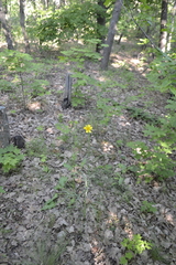 Tragopogon pratensis