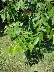 Carya illinoinensis