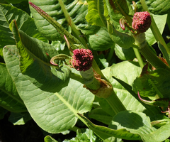 Rumex densiflorus