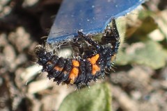 Hippodamia convergens