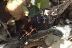 Hippodamia convergens