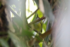 Phyllergates cucullatus