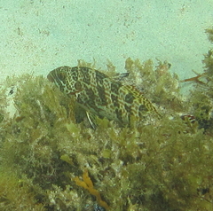 Goniistius rubrolabiatus