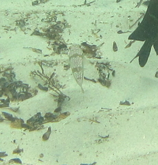 Torquigener pleurogramma